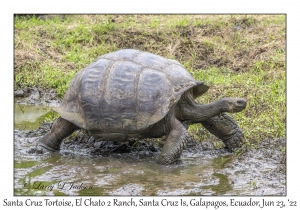 Santa Cruz Tortoise