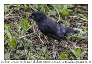 Medium Ground Finch male