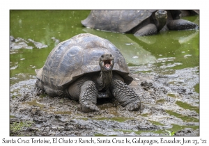 Santa Cruz Tortoise