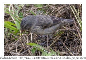 Medium Ground Finch female