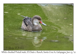 White-cheeked Pintail male