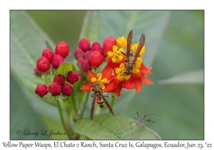 Yellow Paper Wasps