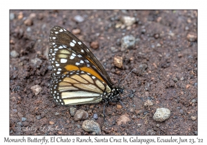 Monarch Butterfly