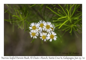 Narrow-leafed Darwin Bush flowers