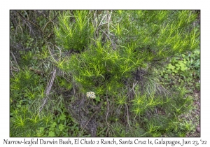 Narrow-leafed Darwin Bush