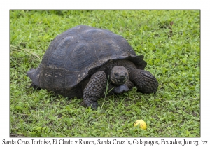 Santa Cruz Tortoise