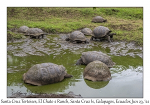 Santa Cruz Tortoises