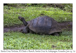 Santa Cruz Tortoise