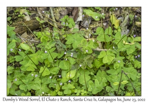 Domby's Wood Sorrel