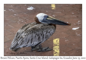 Brown Pelican