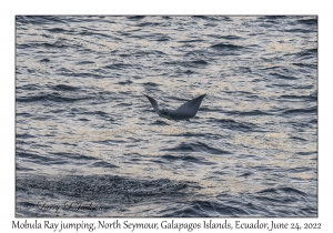 Mobula Ray jumping