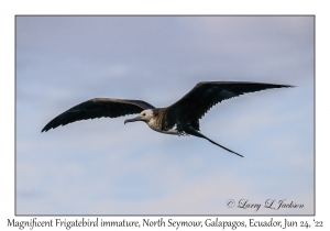 Magnificent Frigatebird