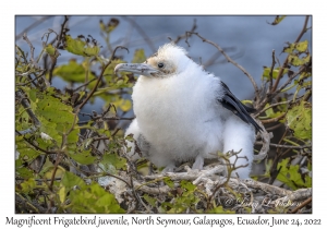 Magnificent Frigatebird