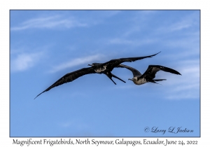 Magnificent Frigatebird