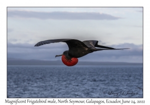 Magnificent Frigatebird male