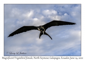 Magnificent Frigatebird female