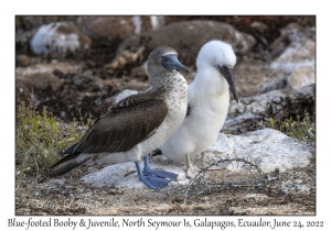 Blue-footed Boobies