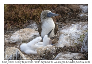 Blue-footed Boobies