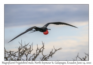 Magnificent Frigatebird male