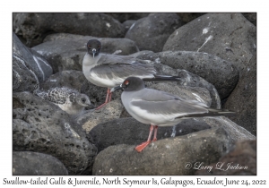 Swallow-tailed Gulls