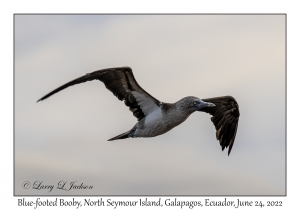 Blue-footed Booby