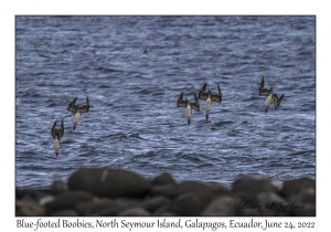 Blue-footed Boobies