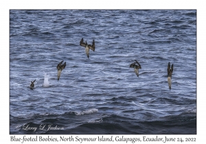 Blue-footed Boobies