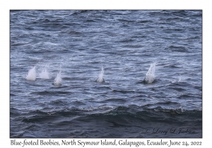 Blue-footed Boobies