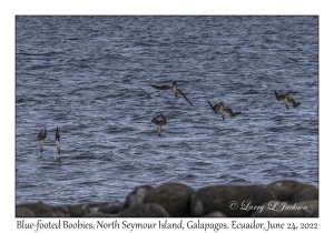 Blue-footed Boobies