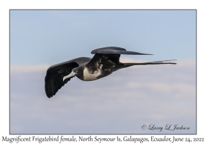 Magnificent Frigatebird female