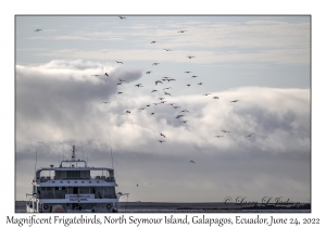 Magnificent Frigatebirds