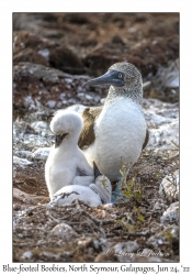 Blue-footed Boobies