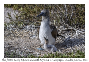 Blue-footed Boobies