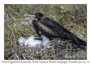 Great Frigatebirds