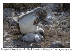 Blue-footed Boobies