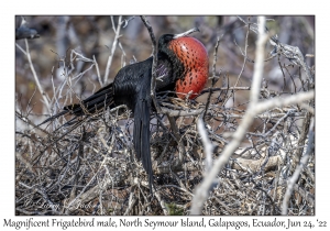 Magnificent Frigatebird male