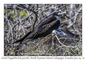 Great Frigatebird