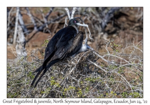 Great Frigatebird