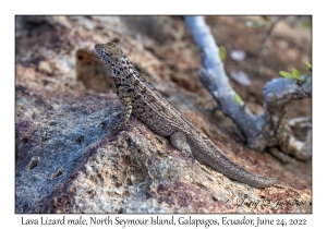 Lava Lizard male