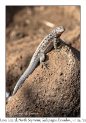 Lava Lizard male