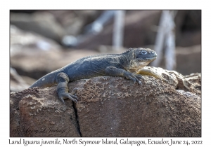 Land Iguana juvenile