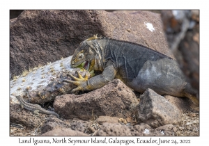 Land Iguana