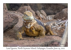 Land Iguana