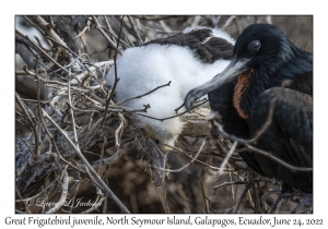 Great Frigatebird juvenile