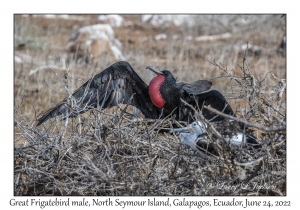 Great Frigatebird male