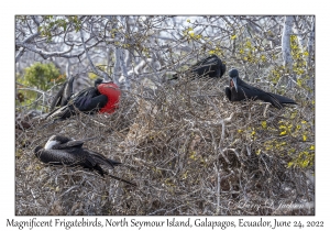 Magnificent Frigatebirds