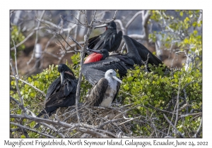 Magnificent Frigatebirds