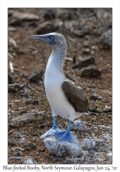 Blue-footed Booby