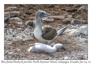 Blue-footed Boobies