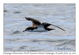 Galapagos Shearwater